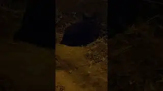 Black Panther Spotted at night.