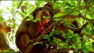 Oh my god! Pity Merri was help Maci tries kidnapping by Dee Dee/Mom catches up baby successfully