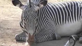 GREVY'S ZEBRA