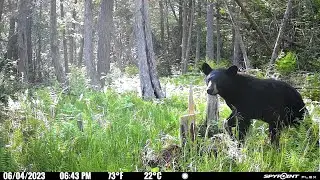 Michigan's Wildlife Unveiled: Trail Camera Footage