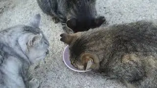 【Cat Video】 meowmeow Happy #cat  #cats  #cute