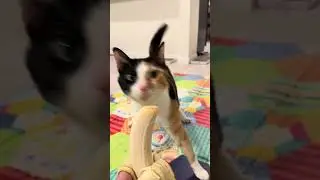 This is bananas