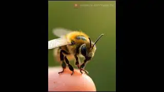 The Cutest Baby Bee Ever! 🐝 Watch This Adorable Buzz &ndash; You Won't Stop Smiling!