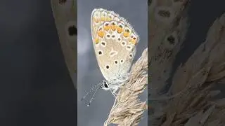 Genus Polyommatus butterfly: