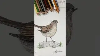 Drawing a hedge sparrow #prismacolor #drawing full vid here:  