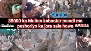 Multan kabootar mandi/Sunday Multan kabootar mandi update/peshori kabootaro ki khaip ai hoi/