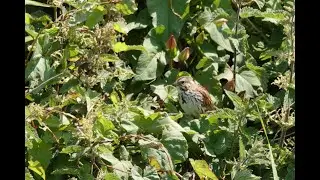 Song Sparrow, Thornwick Bay, East Yorkshire, 10/6/25 4K