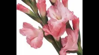 Dr.Usmani(RTA) Eman-e-Khalis Chahtay Ho Tu Taghout Ka Kufar Karo (Must Listen)