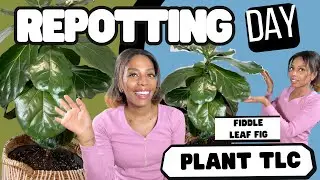 Fiddle Leaf Fig Care & Tips: Fixing a Leaning Ficus Lyrata, Repotting, Leaf Shine & Grow Light Setup