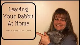Leaving Your Rabbit Home Alone When You Go on a Trip