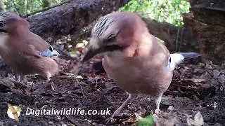 Digitalwildlife.co.uk - Ground level camera