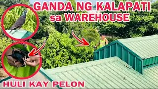 EP708 - TINDE! INAKYAT SA WAREHOUSE AT HINULI NI PELON ANG ITIM NA KALAPATE!
