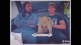 #shabbreetok Syed Shabbar Abbas Tiktok Status |Syed Shabbar Abbas Status Shabree tok Whatsapp Status