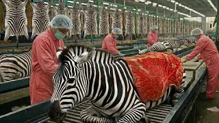 FULL PROCESS: Inside the Zebra Leather Factory -  How Zebra Hides Become Luxury Items!