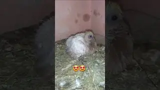 #ptgeon #birds #animats #pets #attttude #mustc #pingeon #newmustc #kabootaar #pteonsong