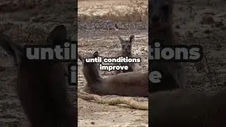 How Kangaroos Pause Pregnancy! 🦘