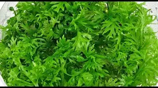 Ceratopteris Thalictroides