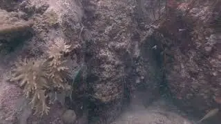 Another sand spitting fish at Tioman