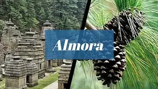 Almora Tourist Places | Almora Travel Guide Hindi | Almora Tour Plan | Army Guest House | auto fever