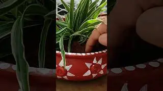 Planter from using biryani pot #potpainting #plants #planter #spiderplant #balconydecor #garden