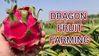 Dragon Fruit Farming | Dragon Fruit farming Feasibility | Dragon Fruit Business 