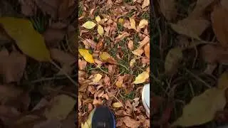 WALKING ON DRY LEAVES ASMR #SHORTS