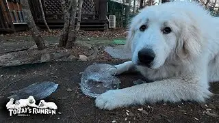 -10℃でキンキンに冷えた氷をガリガリかじったベルとリリーです　Great Pyrenees　グレートピレニーズ