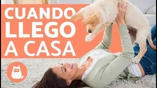 &iquest;Por qu&eacute; mi perro se vuelve loco cuando me ve?