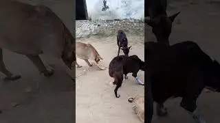 🙏डॉग को नास्ता करते हूए #shortvideos #trending #halping #respect #animals#