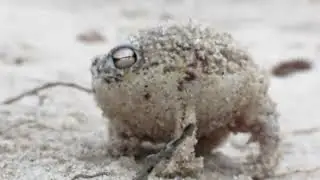 Barbling Frog