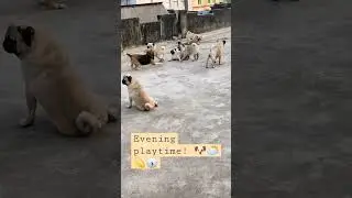 How they play together? #pug #beagle #playing #shorts