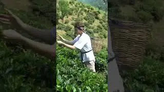 Ich arbeite 1 Tag als Teepfl&uuml;cker 🥵😯