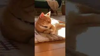 An Orange Jazz Cat Sunbathing on the Indoor Floor ☀️🐱🎷｜室内の床で陽だまりを楽しむ橘色のジャズ猫