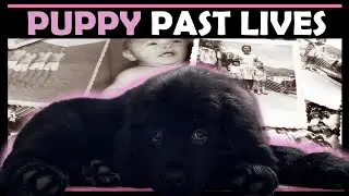 Pet Psychic Reading - Past Lives of a Puppy | Liv got a NEW PUPPY!!