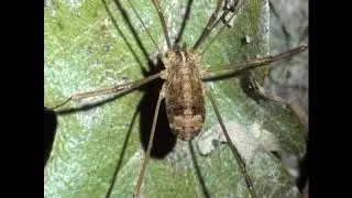 Nelima sempronii (♀ e ♂)