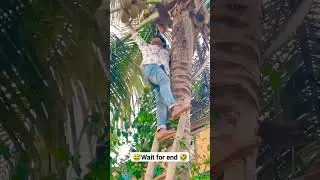 🤣wait for end😅😅🤣 #trebding #trendingshorts #viral #views #ohno #funny #comedy #shorts #coconut #tree