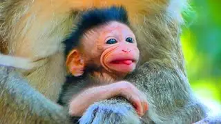 Primate monkey.../Please loves baby.../Great life baby.../Nice clip
