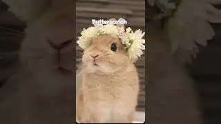 Aesthetic bunny names!🐰✨#shorts #cutebunny #bunnynames