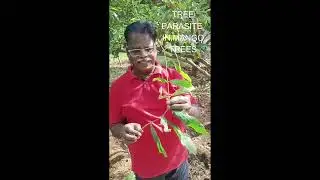 ஒட்டுண்ணி வருது  ஓரம்கட்டுங்க ! SAVE YOUR MANGO TREES FROM MISTLETOE PARASITE #bhumiignanasoorian