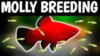 How to know molly fish is pregnant | How to identify molly fish pregnant.