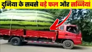 10 Largest Fruits And Vegetables In The World | Biggest Fruits And Vegetables | Total Top 10