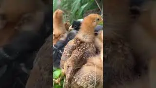 Baby Chicks outside for the first time #babychickens #chickens #chicks #animals