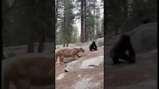 Silverback Gorilla Saves Baby from Mountain Lion Attack - Intense Rescue Caught on Camera