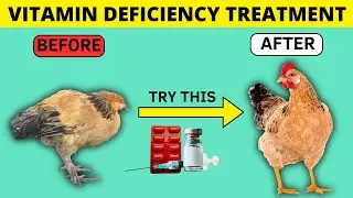 STOP Leg Weakness in Chickens | Vitamin D3 Deficiency Treatment