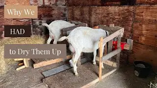 Why we HAD to Dry up our Milk Goats...