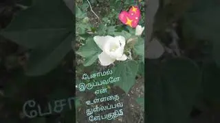 பேசாமல் இருப்பவளே 5#love #lovestory #tamil #shorts #story #village #writer #status #kathai #kavithai
