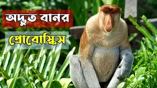 The strangest monkey in the world | Proboscis Monkey Facts in Bangla