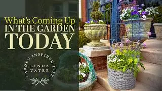 What's Coming Up In the Cottage Garden Today | Linda Vater🌿