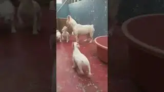 Wow - French Bulldog - His Babys So Cute✨️#frenchbulldog #bulldogs #dogs #doglover #dogshorts #viral