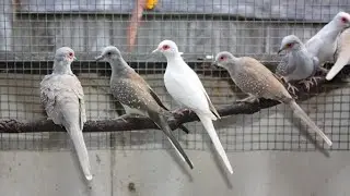 Beautiful diamond dove 🕊️ aviary | diamond dove breeding setup overview | dove sound 